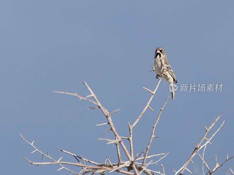 Scaly-feathered Finch / Weaver, Etosha N.P., Namibia, Africa